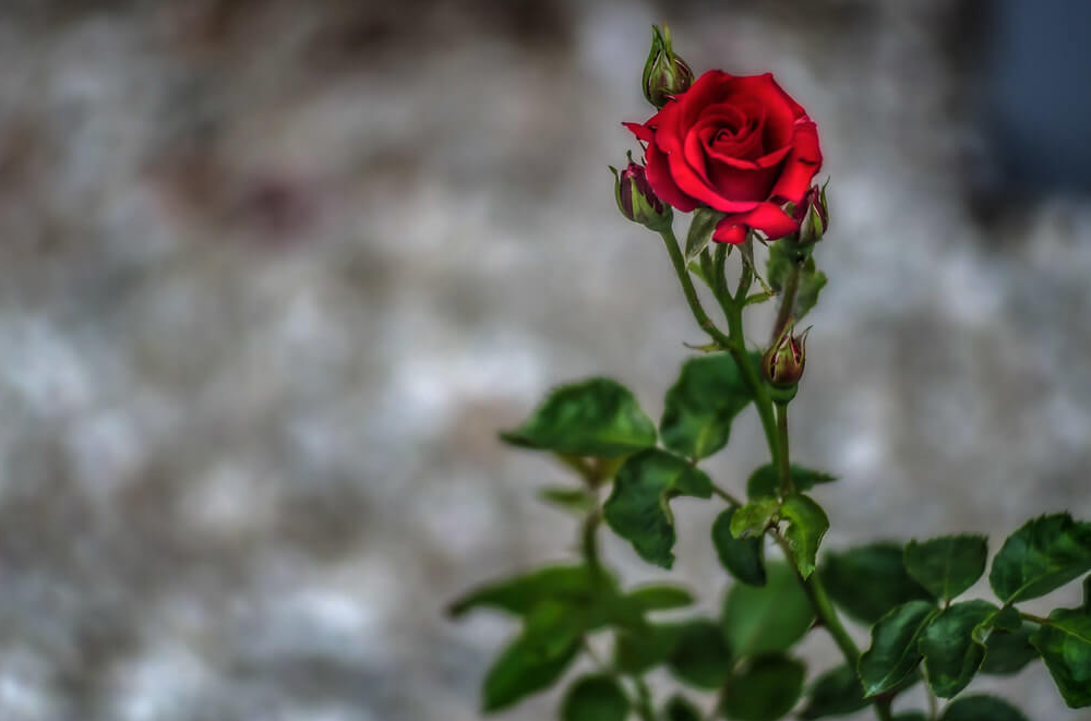 Beautiful Rose Image