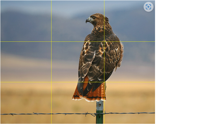 Mastering the Rule of Thirds for Better Photography